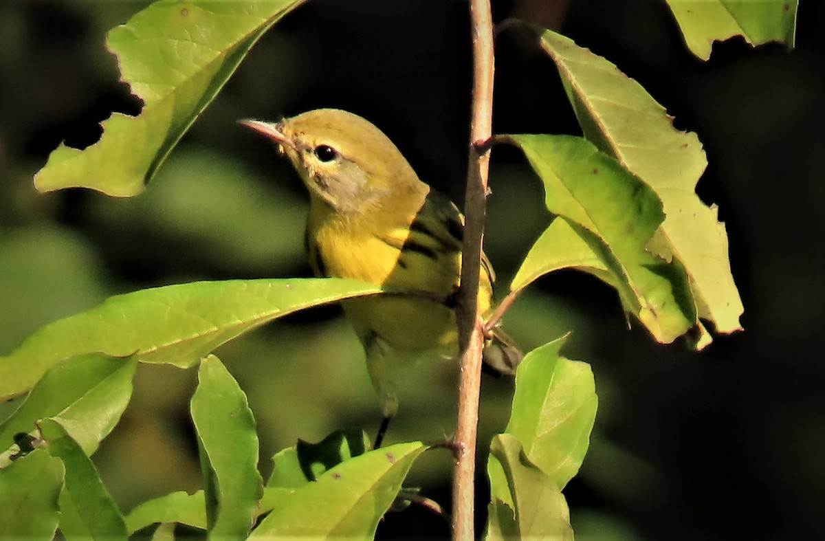 Prairie Warbler - ML484190861