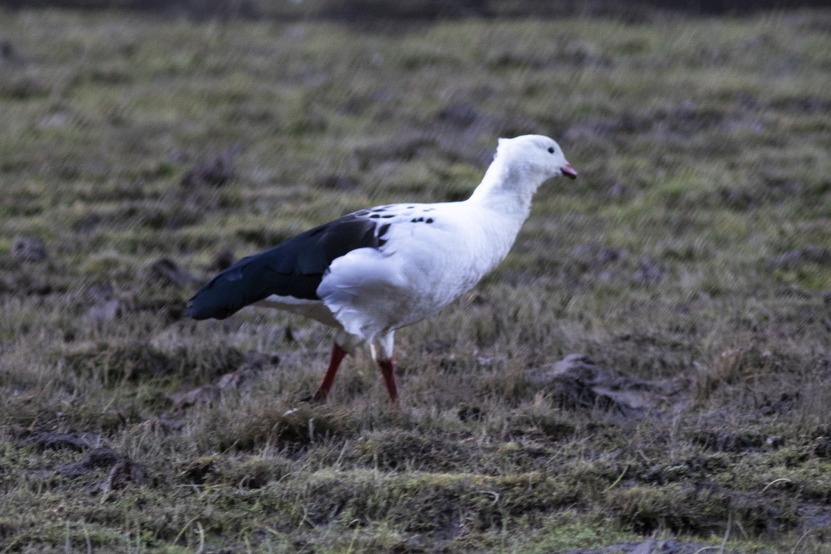 Andean Goose - ML484191231