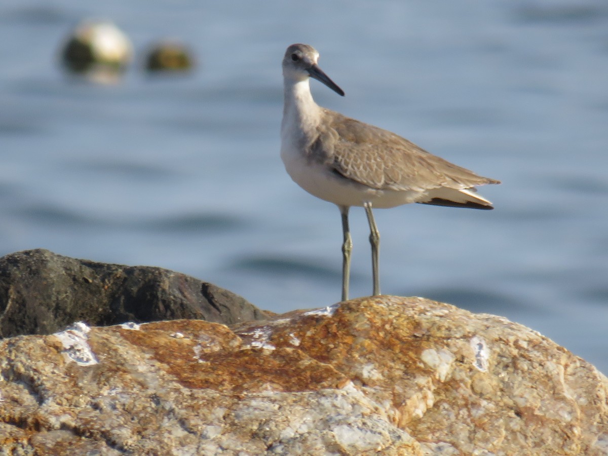 Willet - ML484192221