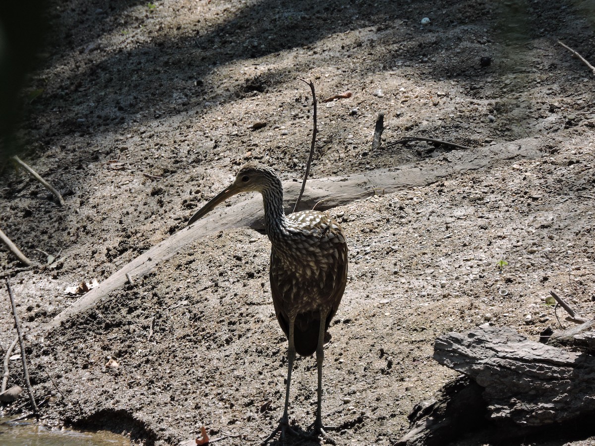 Limpkin - ML484192831