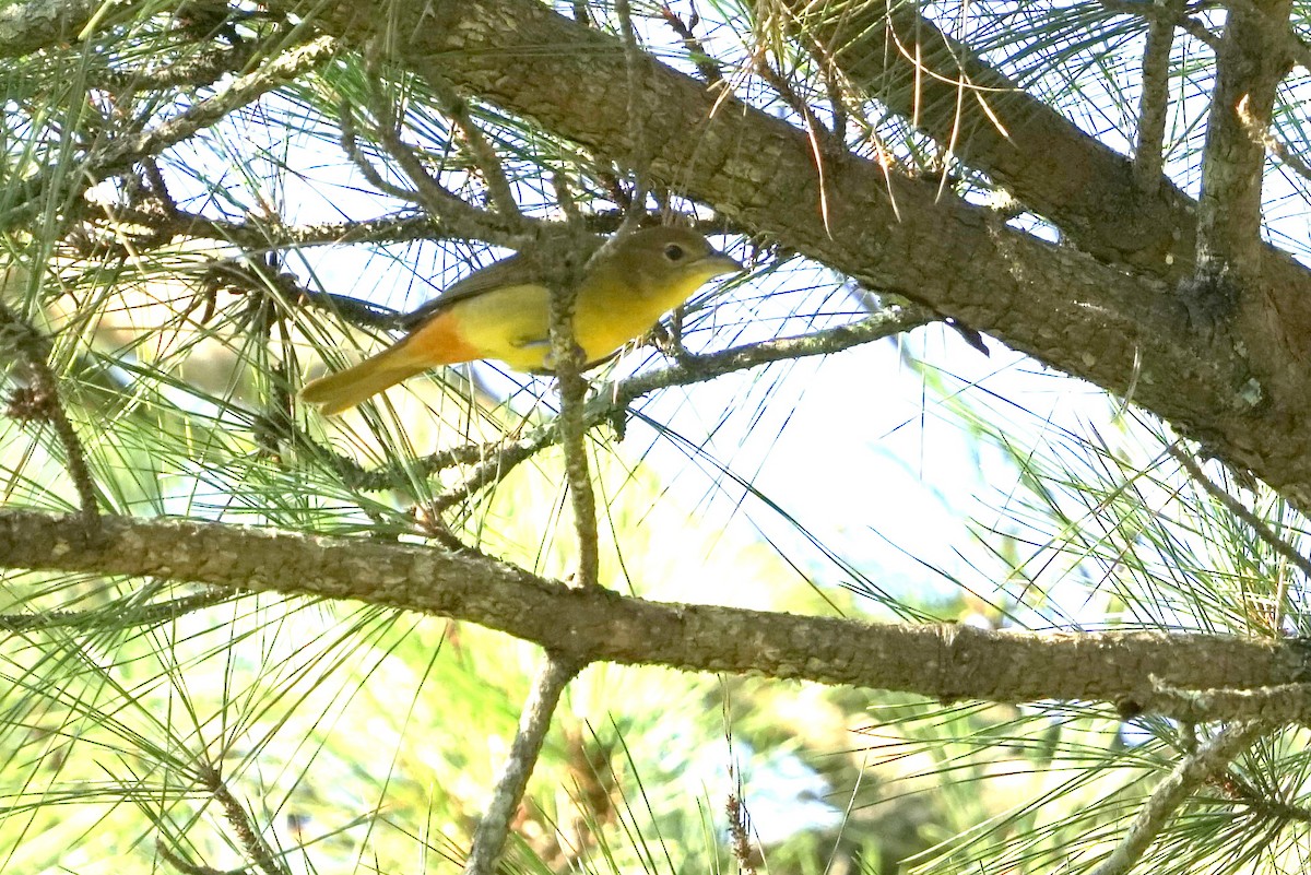 Scarlet Tanager - ML484193131