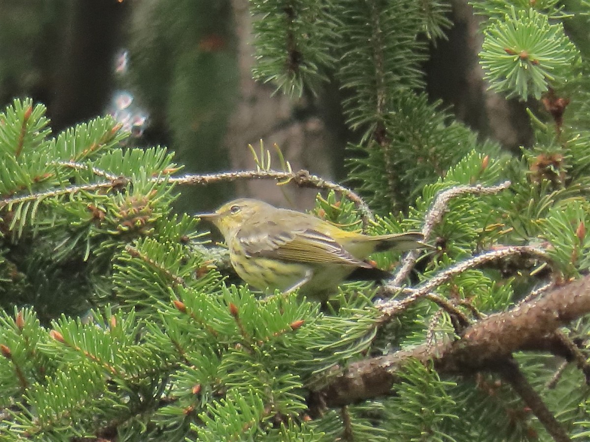 Cape May Warbler - ML484193941