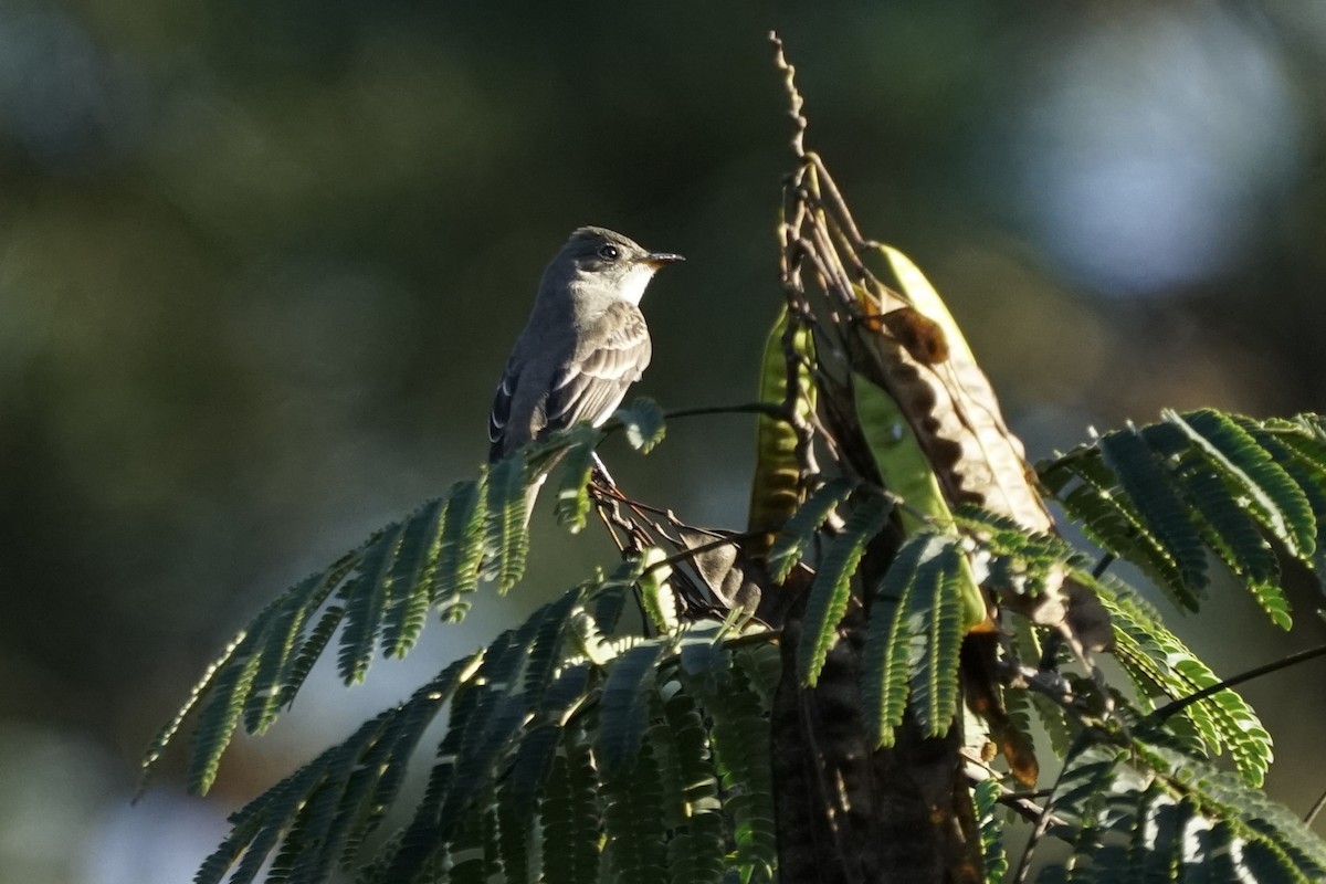 Eastern Wood-Pewee - ML484195141