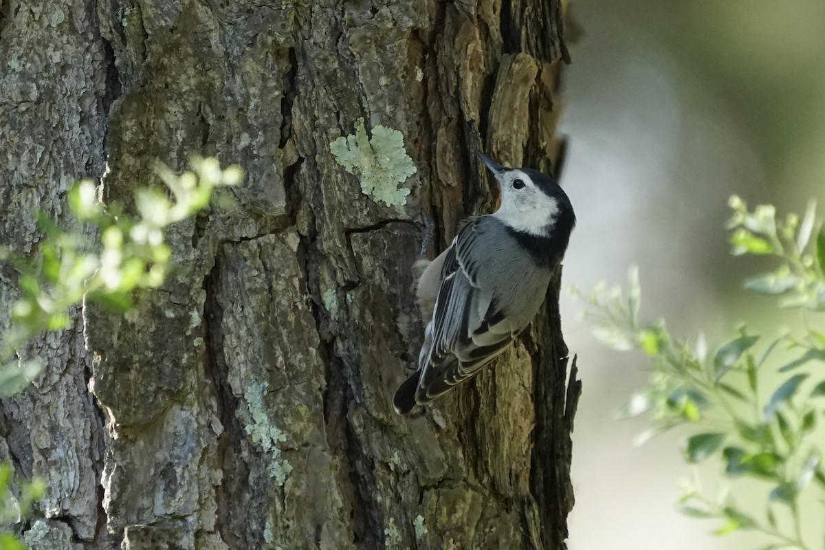 White-breasted Nuthatch - ML484195921