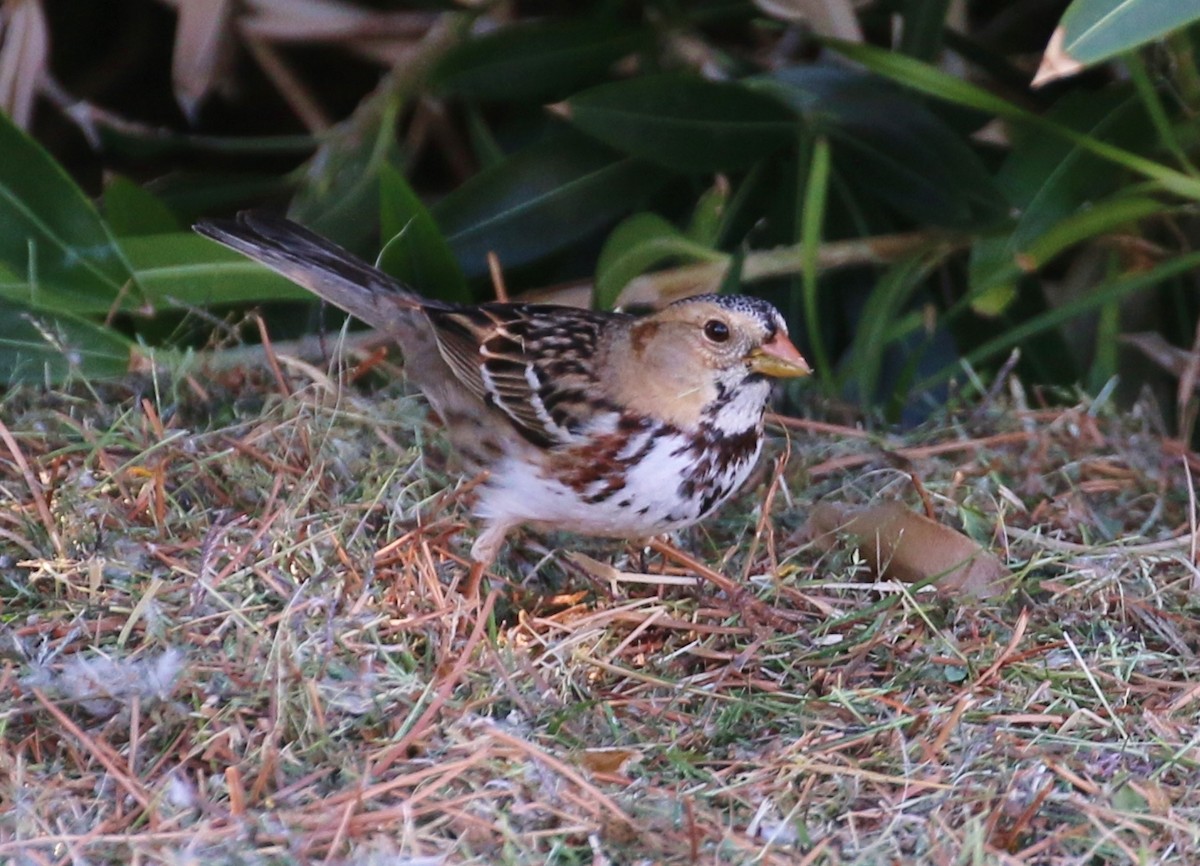 eBird Checklist - 15 Feb 2017 - Desert Center--Lake Tamarisk - 20 species