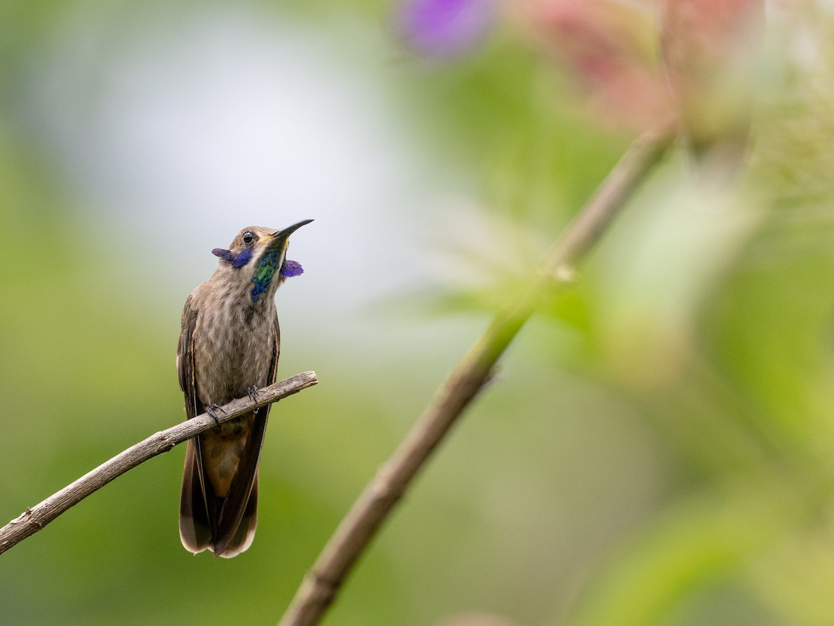 kolibřík fialovouchý - ML484199611
