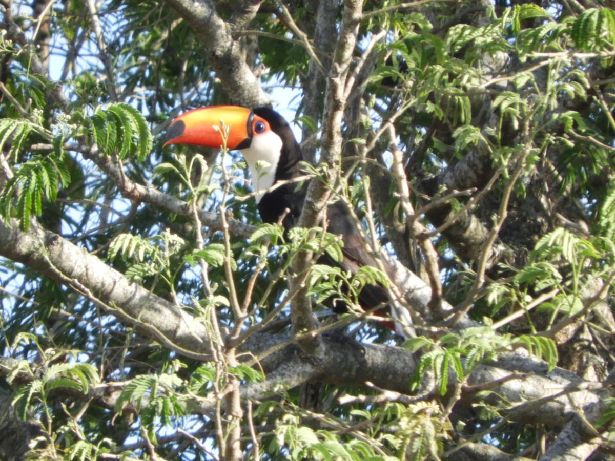 Toco Toucan - ML484200341