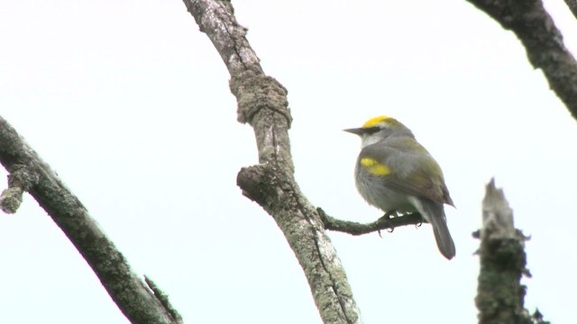 gullvingeparula x blåvingeparula (F1 hybrid) - ML484201