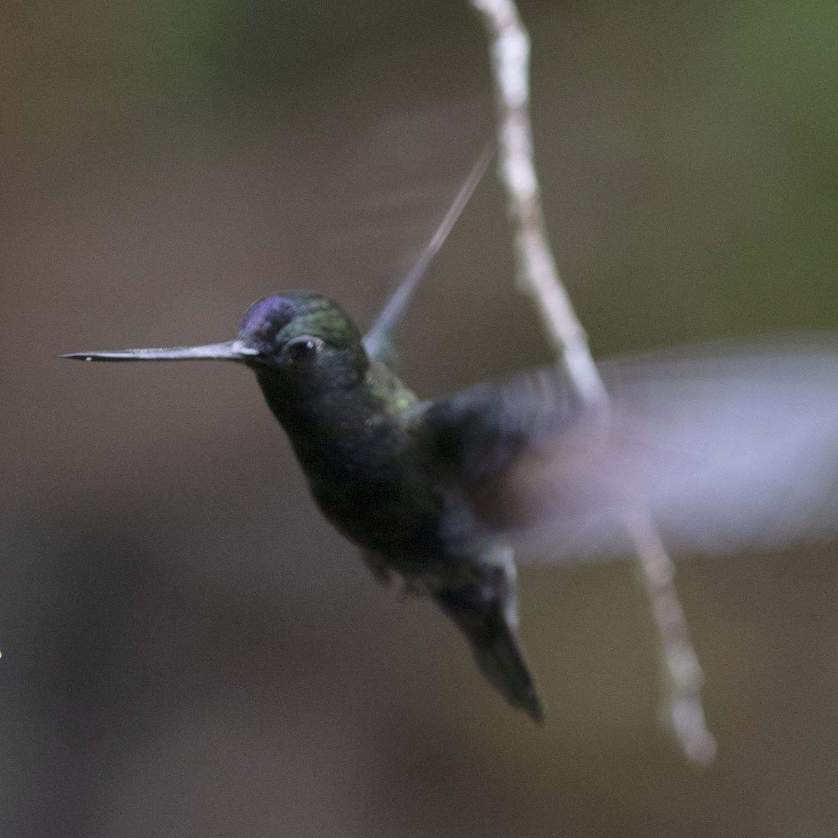 Blue-fronted Lancebill - ML484201361