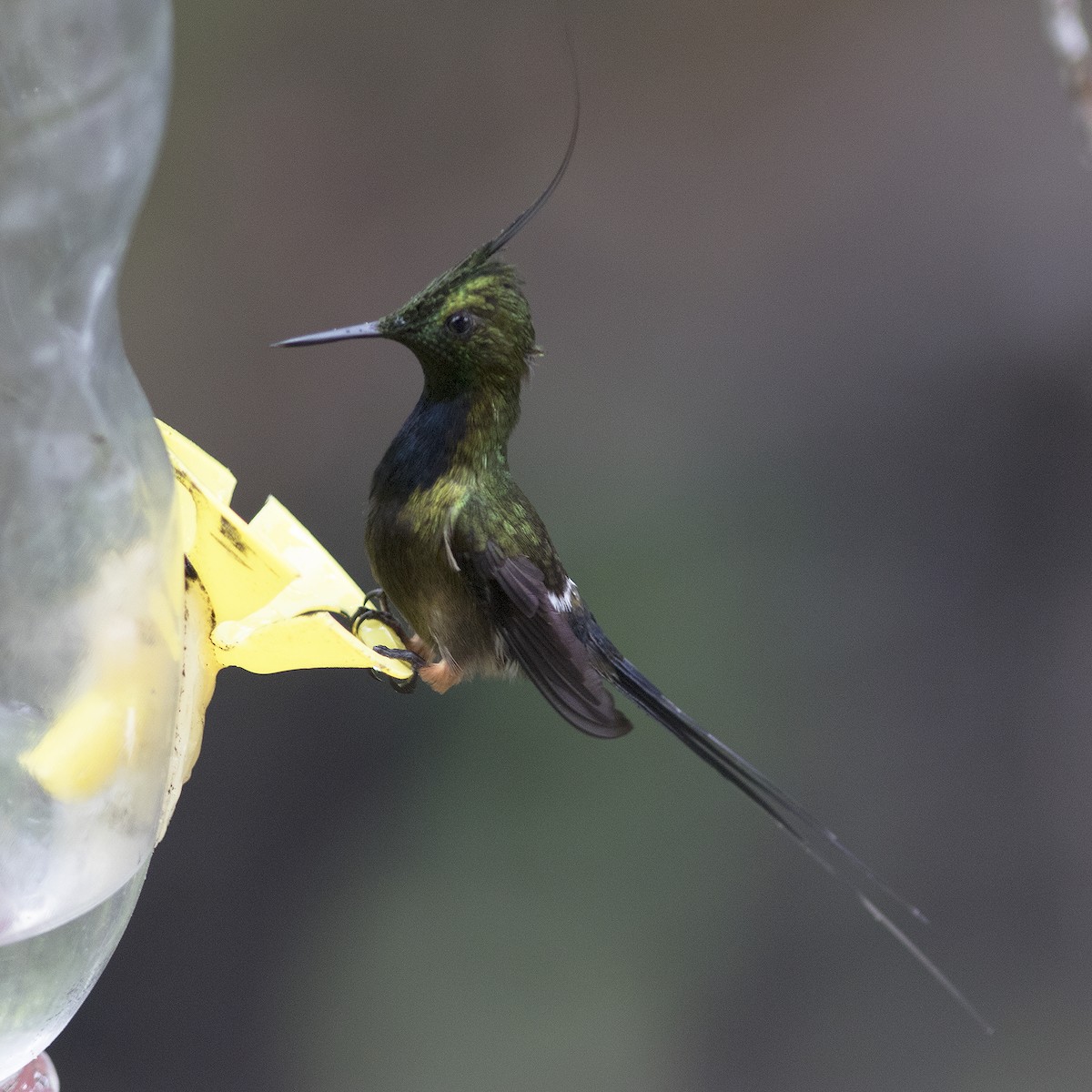 Wire-crested Thorntail - ML484201451