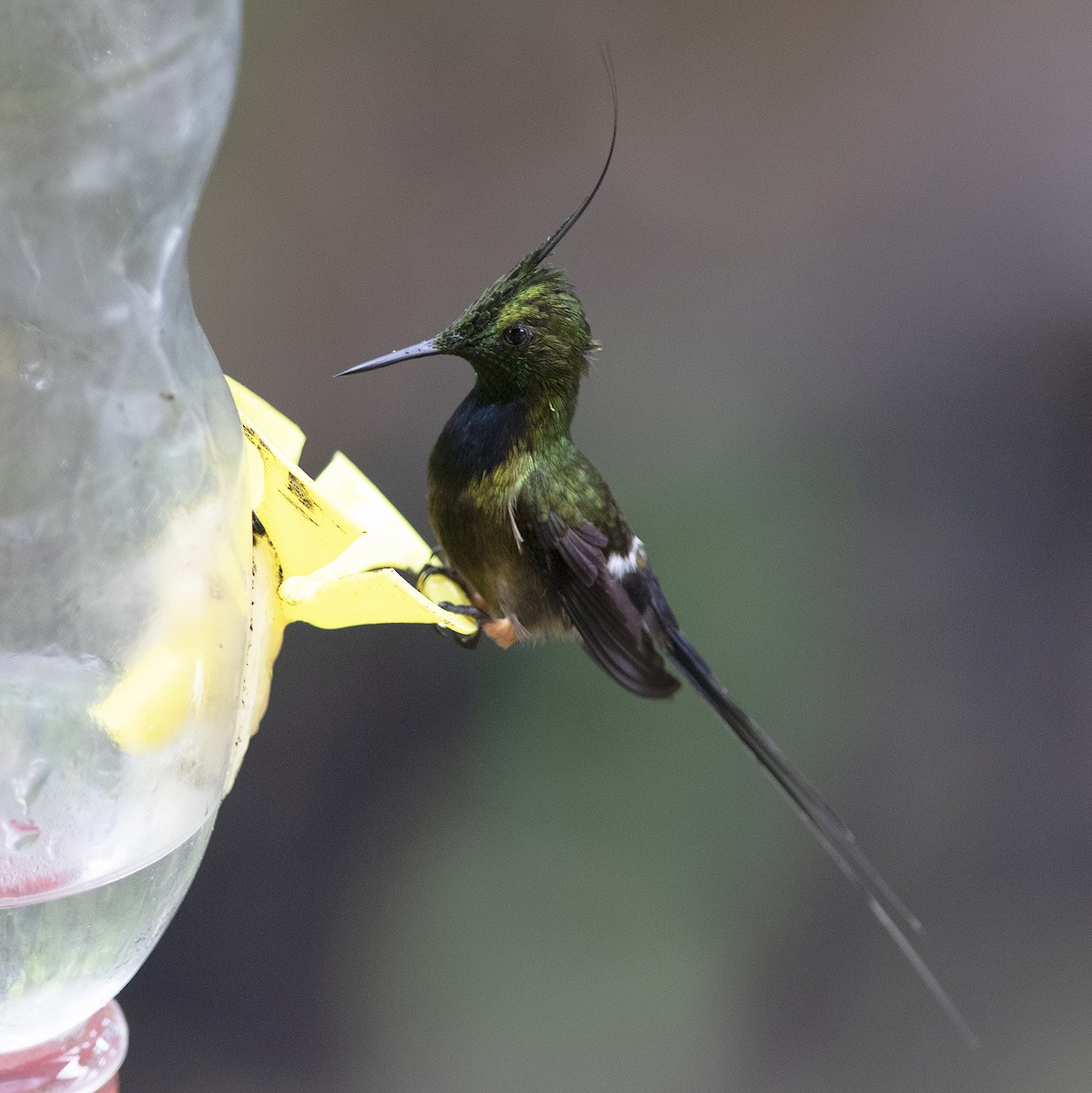 Wire-crested Thorntail - ML484201461