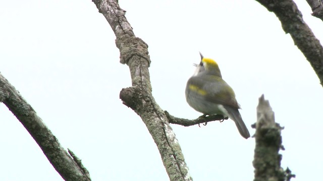 gullvingeparula x blåvingeparula (F1 hybrid) - ML484202