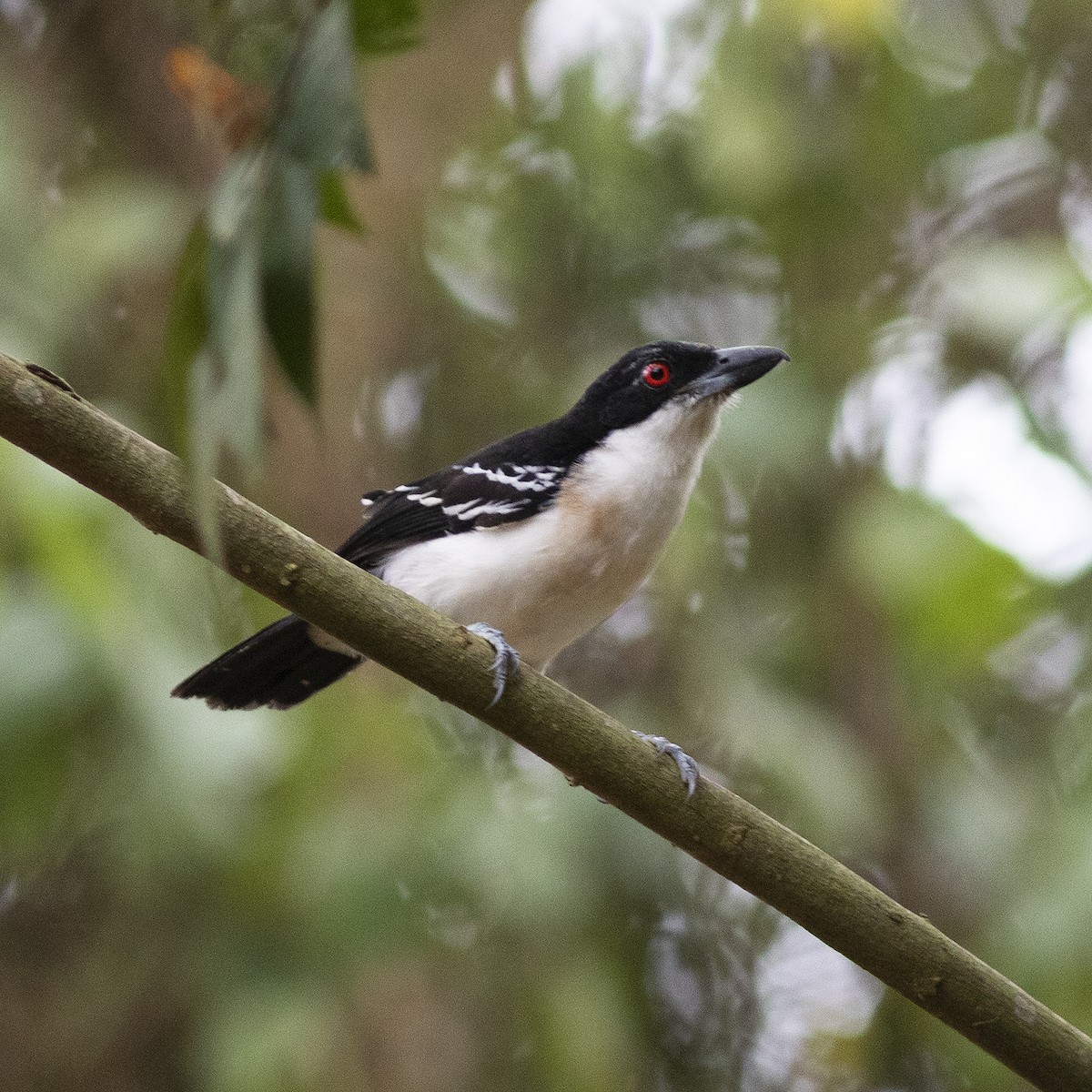 Great Antshrike - Gary Rosenberg