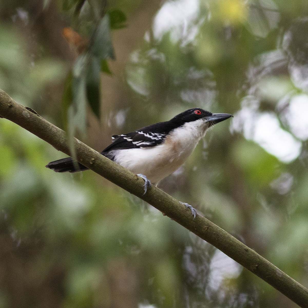 Great Antshrike - Gary Rosenberg