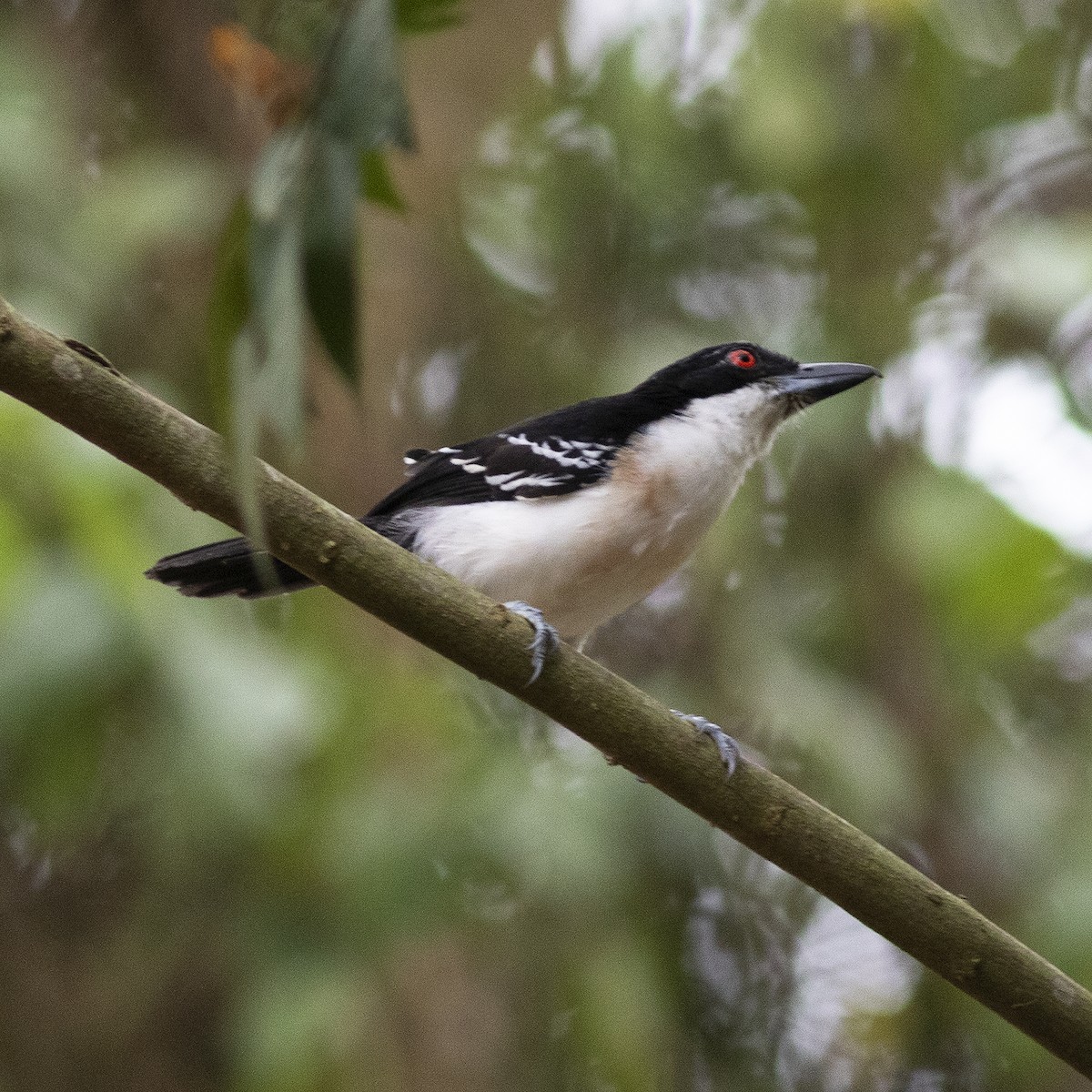 Great Antshrike - Gary Rosenberg