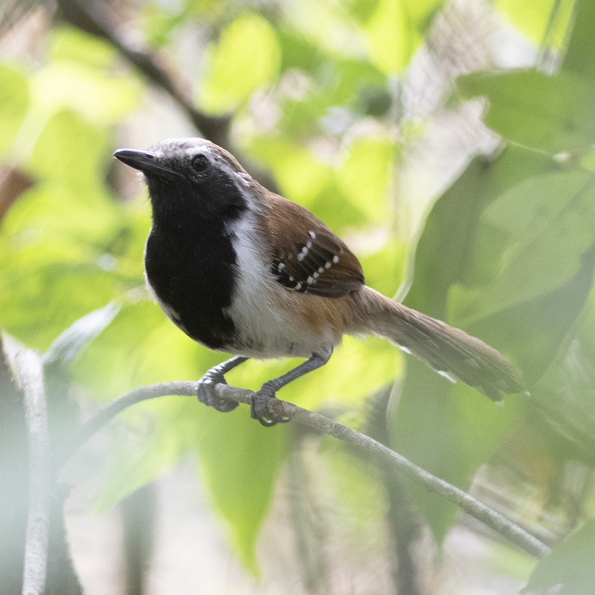 Rusty-backed Antwren - ML484202291