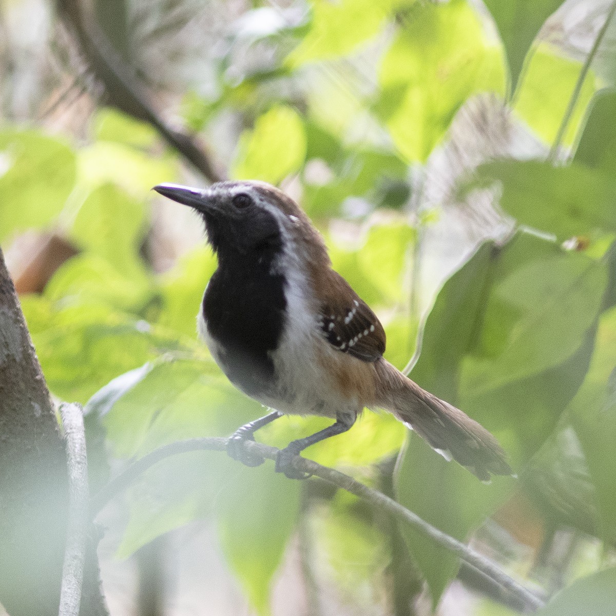 Rusty-backed Antwren - ML484202321