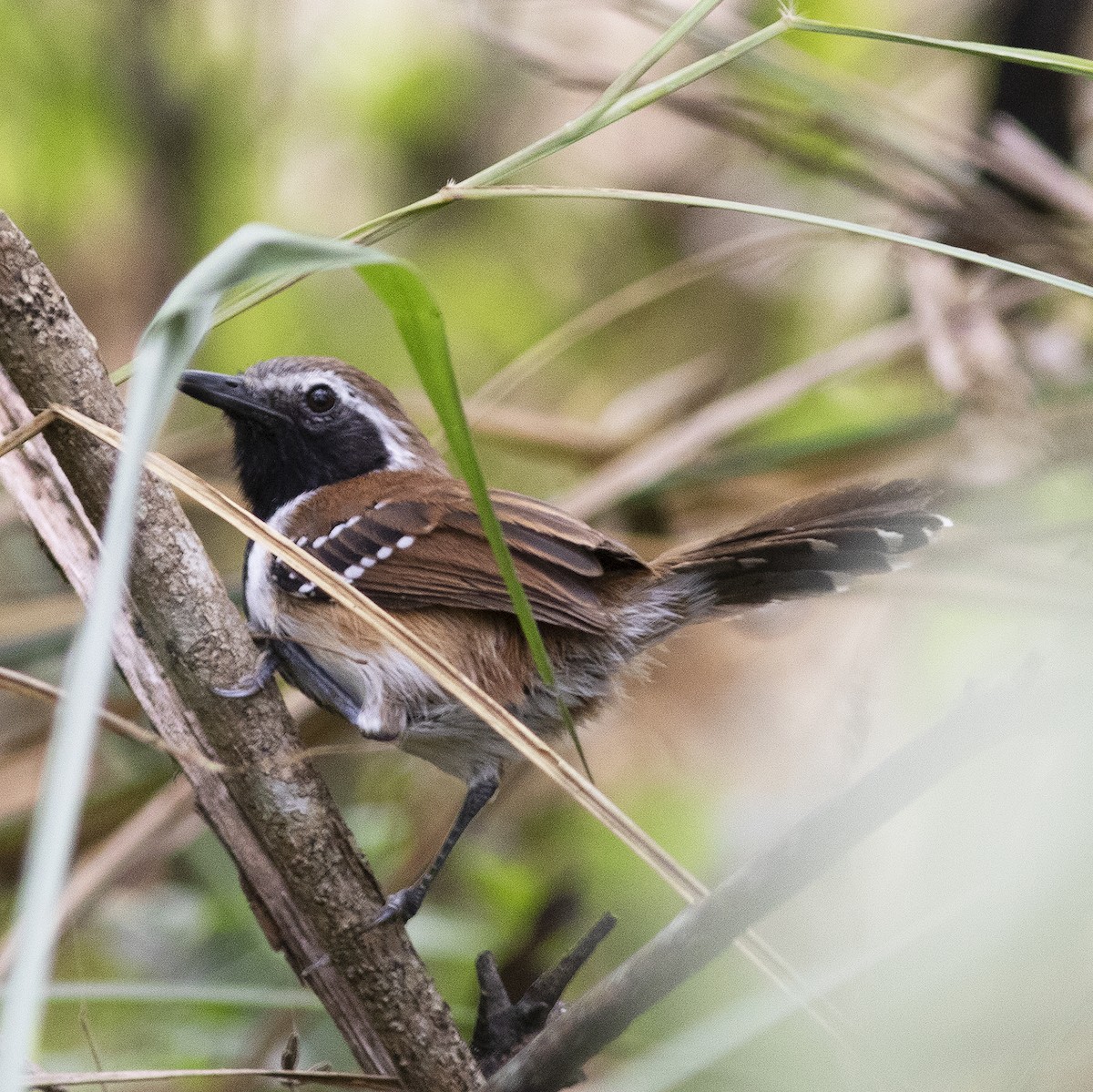 Rusty-backed Antwren - Gary Rosenberg