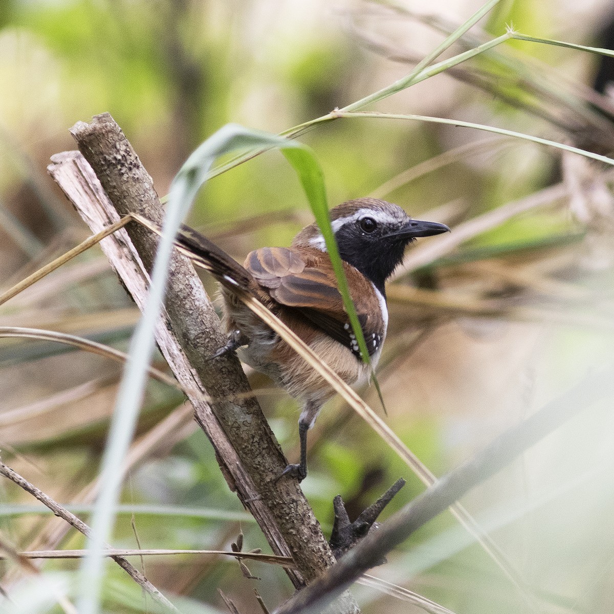 Rusty-backed Antwren - ML484202341