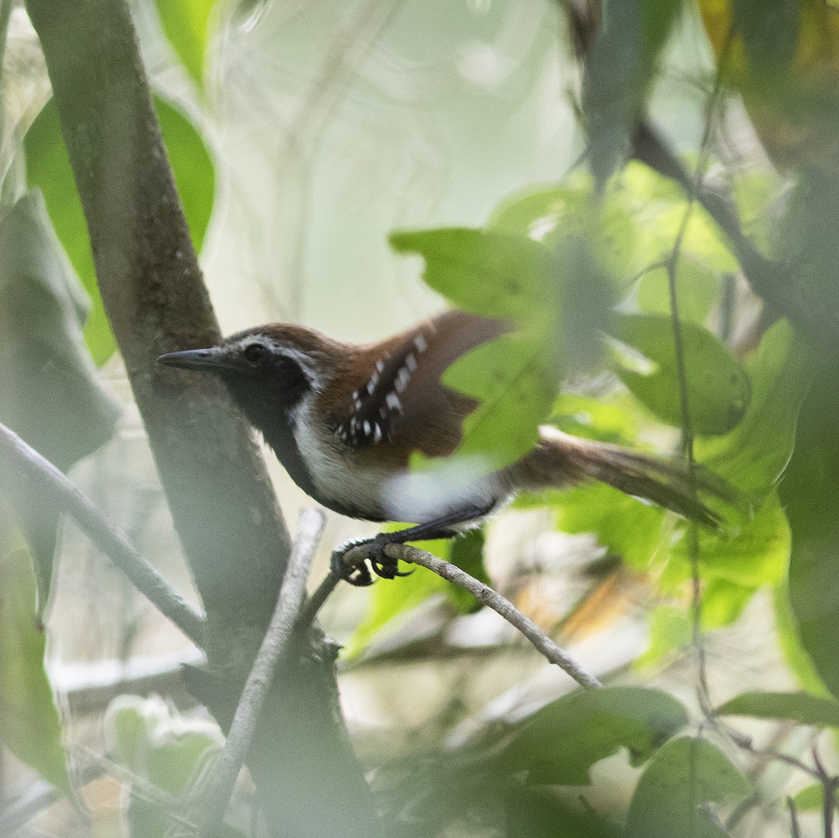 Rusty-backed Antwren - ML484202351