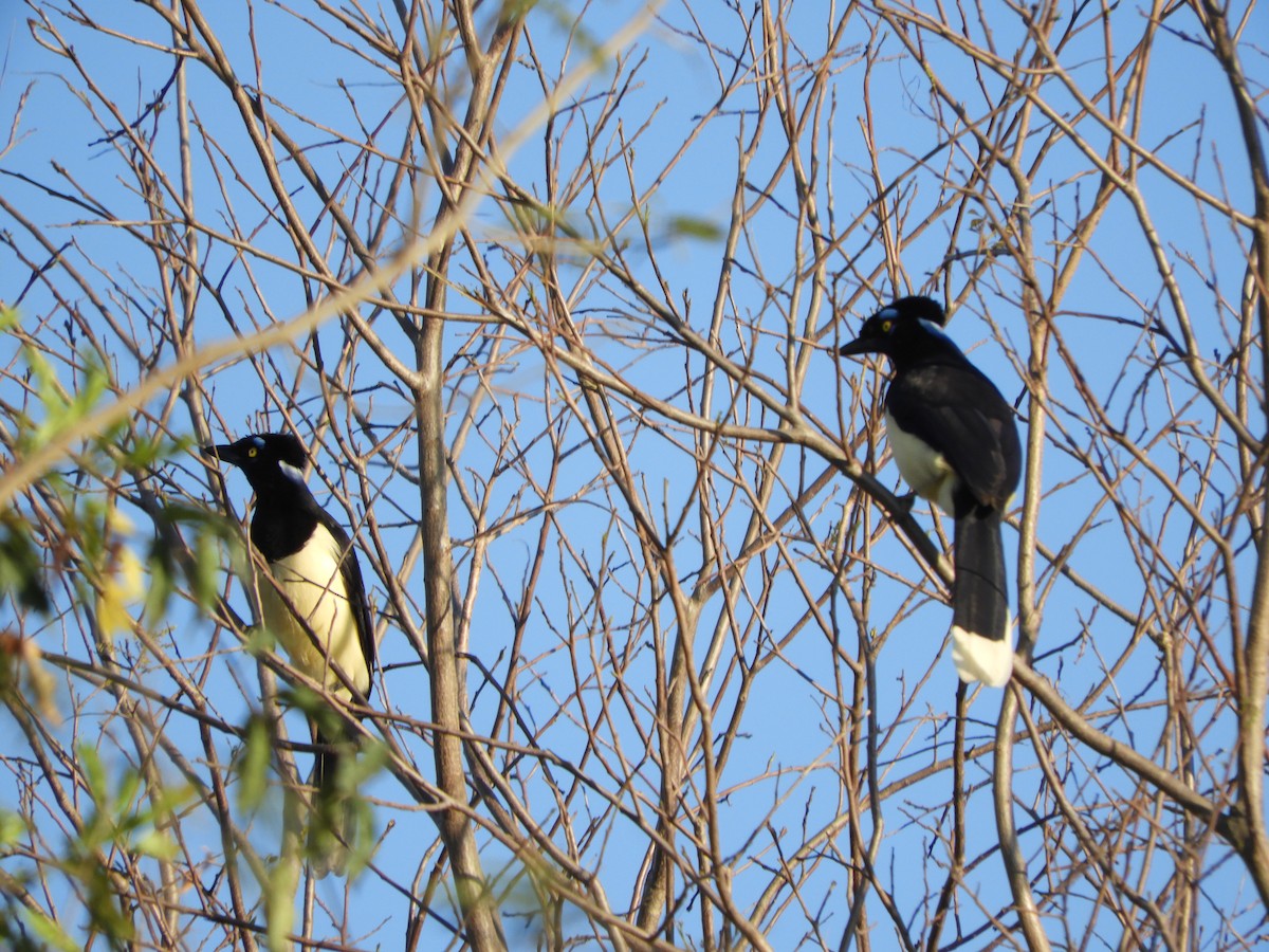 Plush-crested Jay - Silvia Enggist