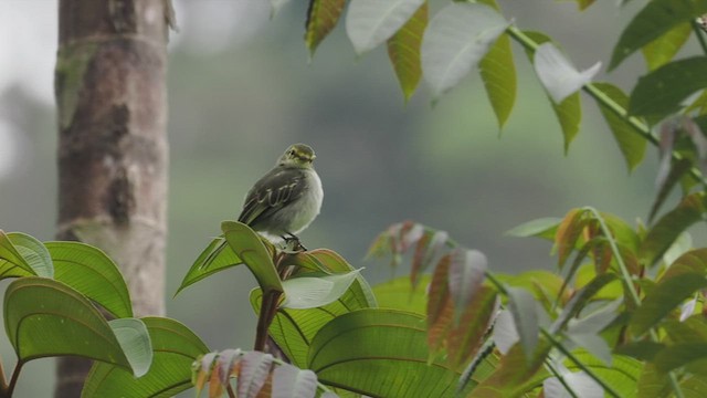 Golden-faced Tyrannulet - ML484202621