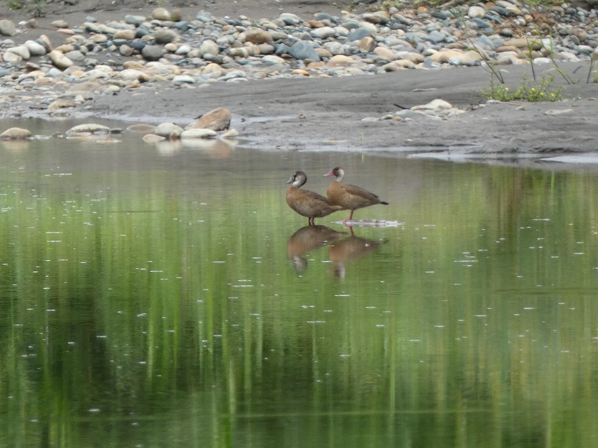 Brazilian Teal - Thomas Meinzen