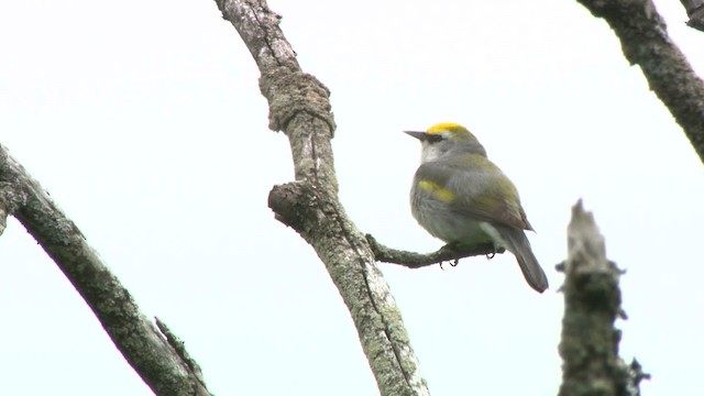 gullvingeparula x blåvingeparula (F1 hybrid) - ML484203