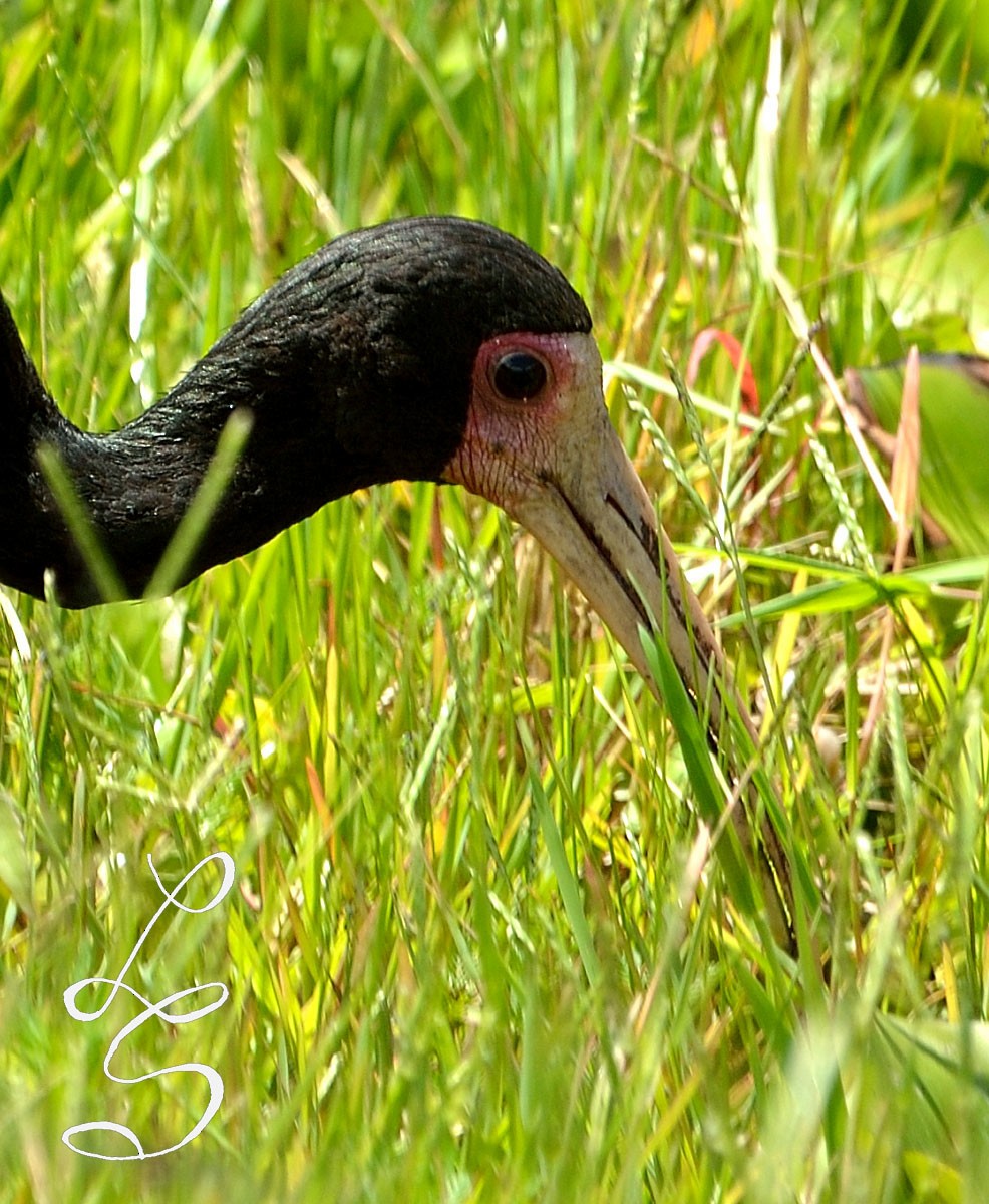 Bare-faced Ibis - ML48420381