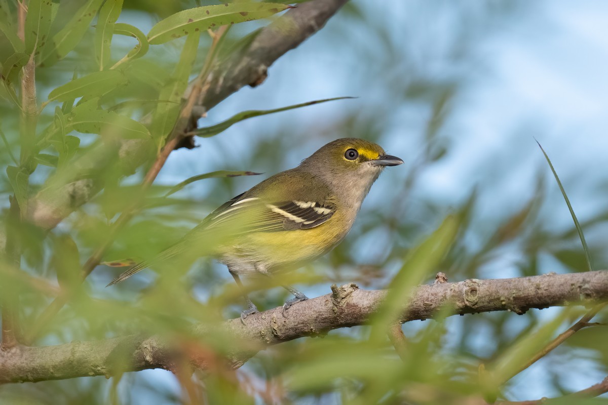 White-eyed Vireo - ML484204161