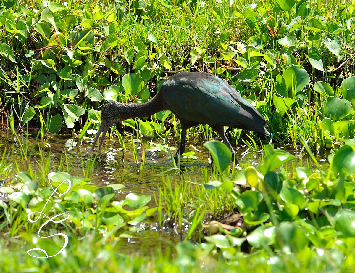 White-faced Ibis - ML48420441