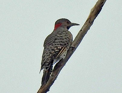 Northern Flicker - ML484204501