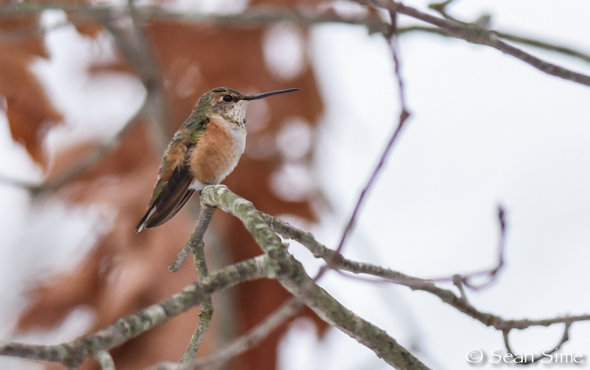 Rufous Hummingbird - ML48420461