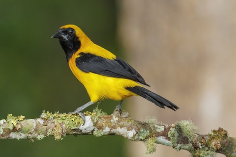 Yellow-backed Oriole - Icterus chrysater - Media Search - Macaulay Library and eBird