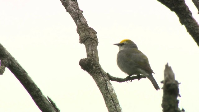 gullvingeparula x blåvingeparula (F1 hybrid) - ML484205