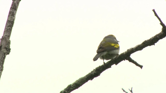 gullvingeparula x blåvingeparula (F1 hybrid) - ML484206