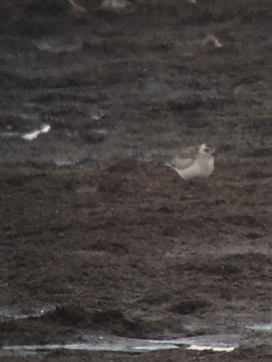 Black-bellied Plover - ML48420641