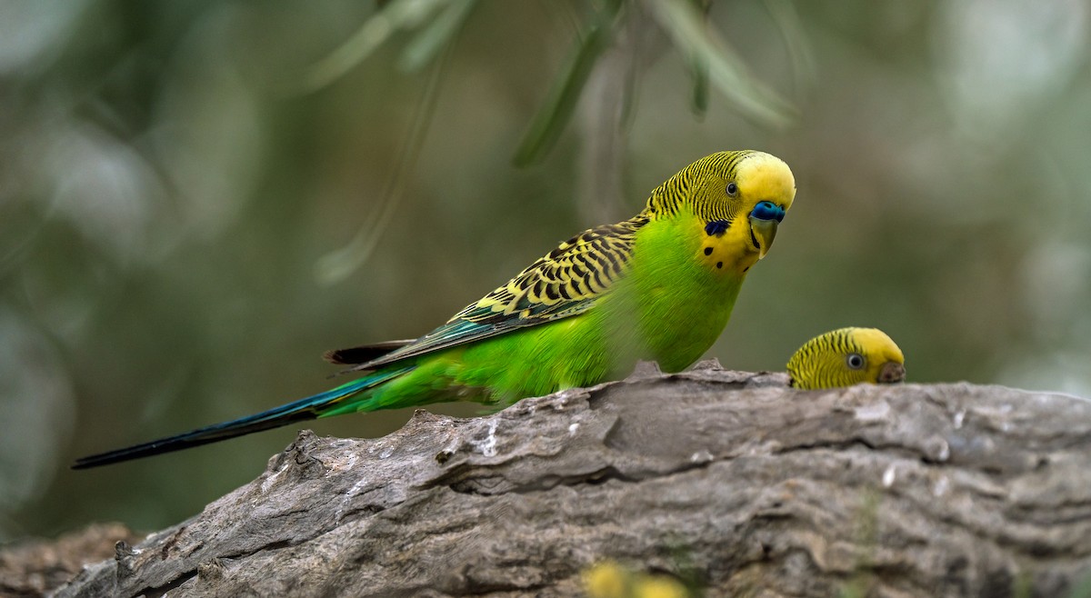 Budgerigar - Russell Scott