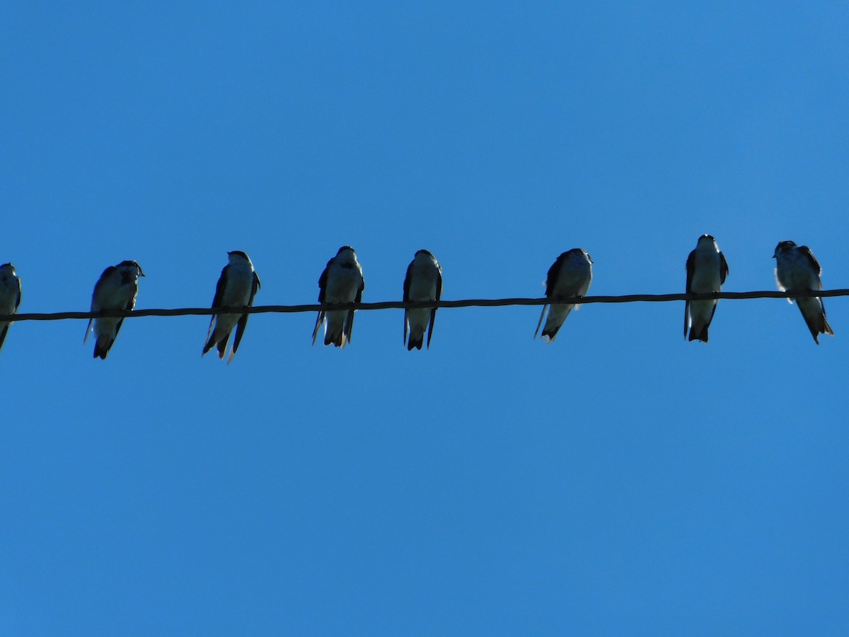 Tree Swallow - ML484206791