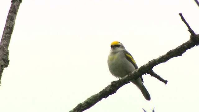 gullvingeparula x blåvingeparula (F1 hybrid) - ML484207