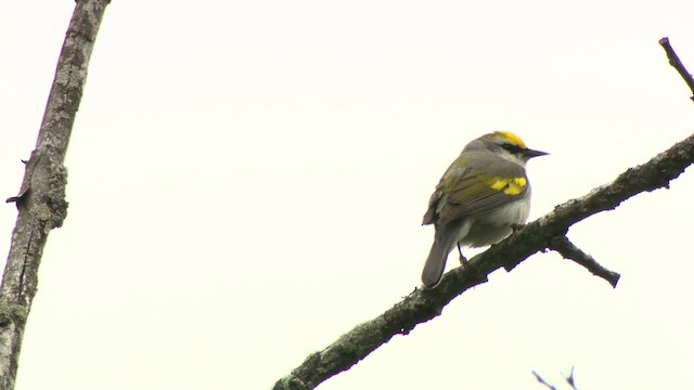 gullvingeparula x blåvingeparula (F1 hybrid) - ML484208