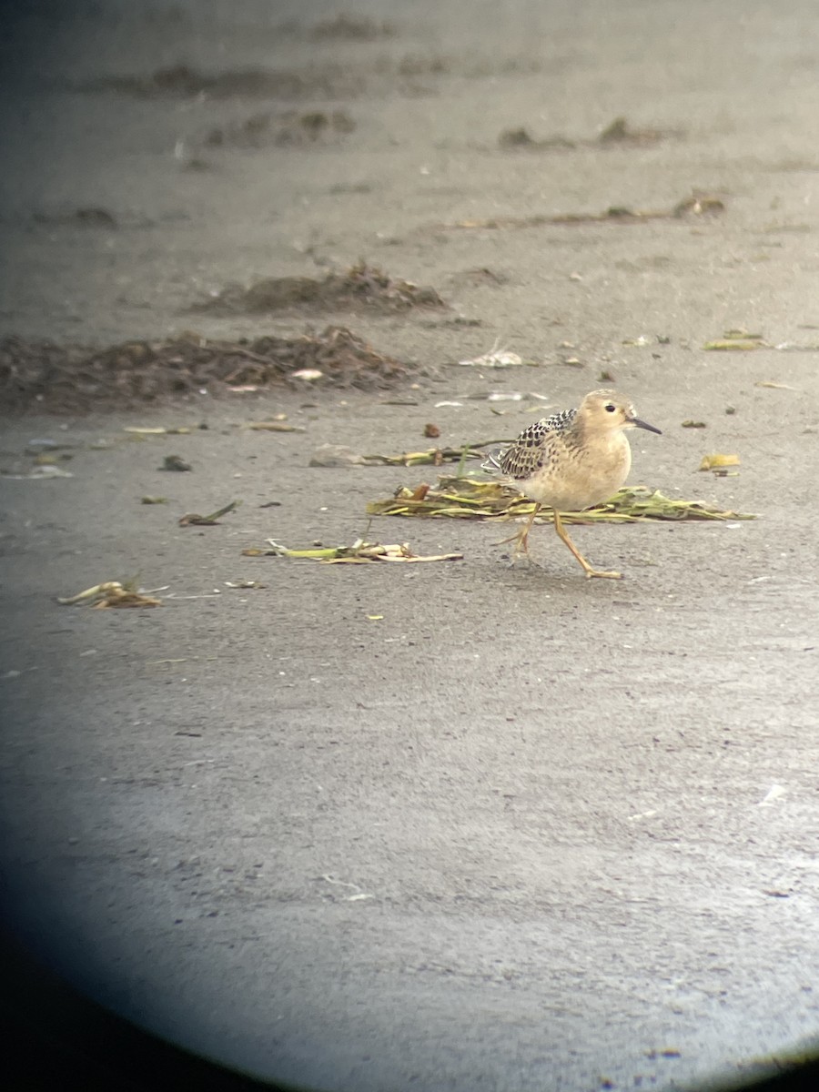 Buff-breasted Sandpiper - ML484208111