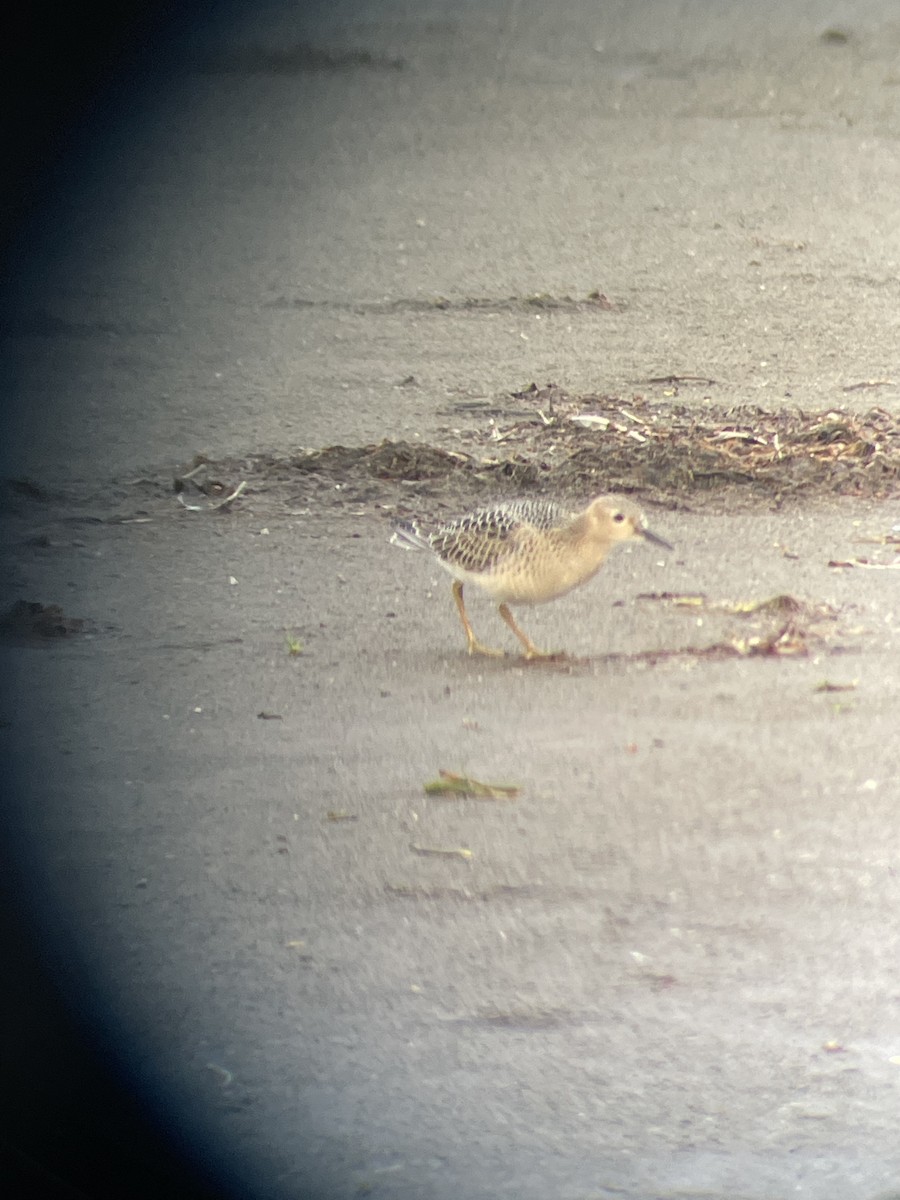 Buff-breasted Sandpiper - Jacob Crawford