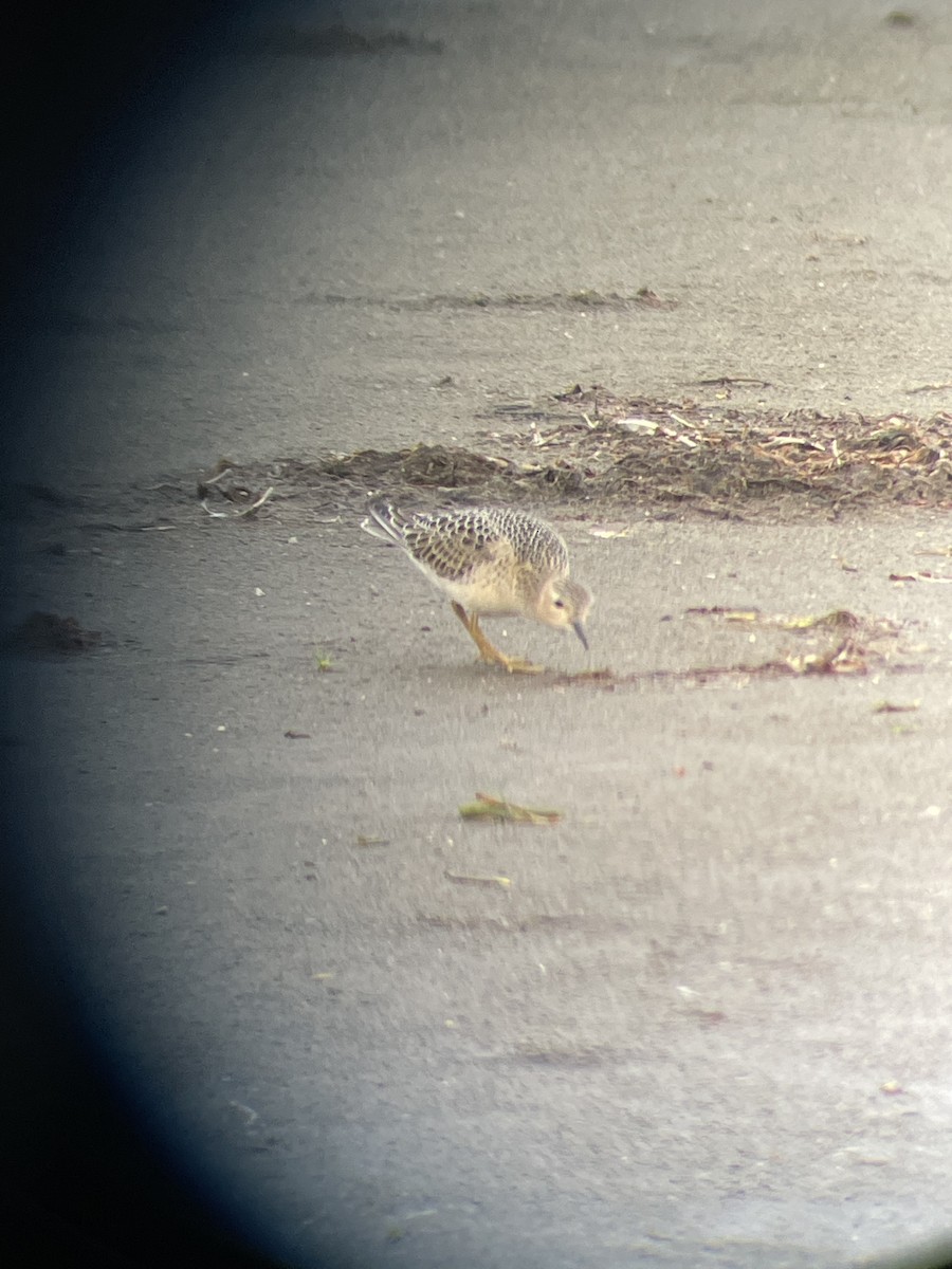 Buff-breasted Sandpiper - ML484208131