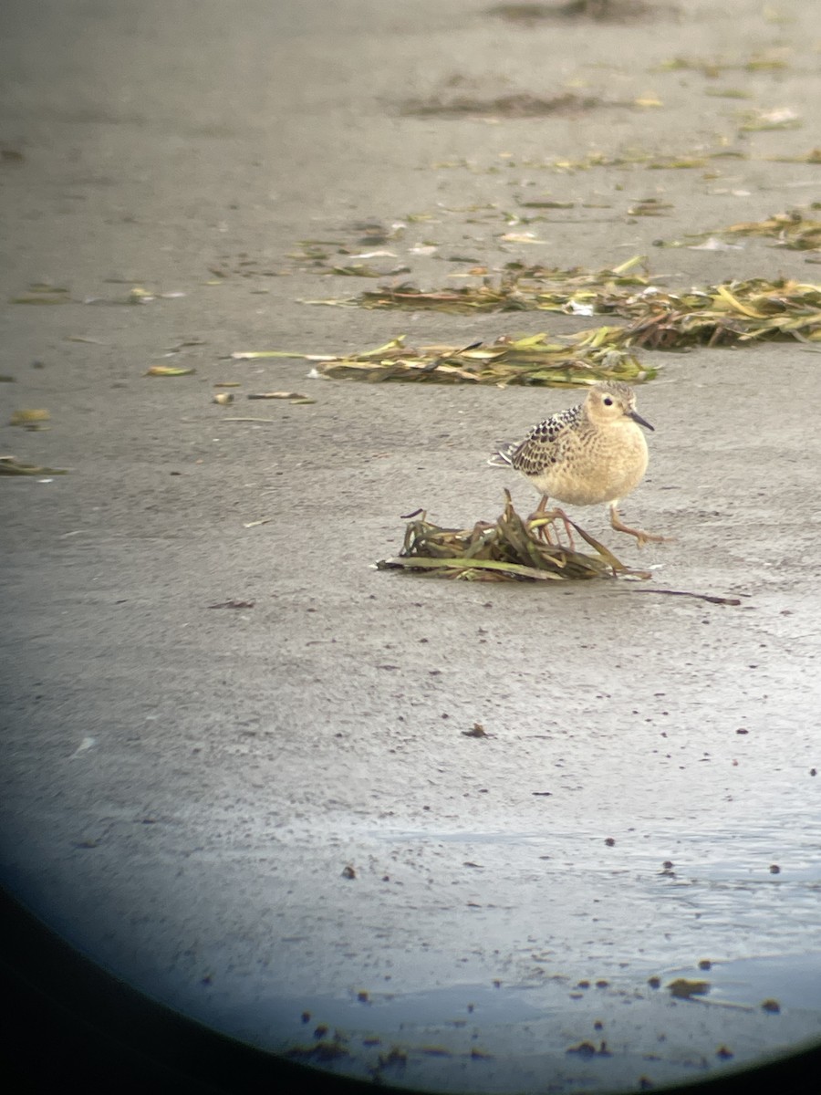 Buff-breasted Sandpiper - Jacob Crawford