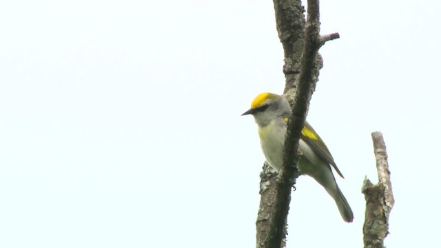 gullvingeparula x blåvingeparula (F1 hybrid) - ML484209