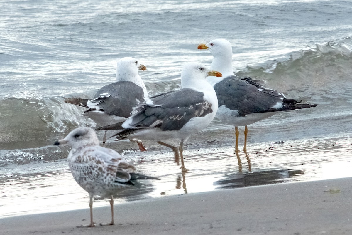Lesser Black-backed Gull - Sue Barth
