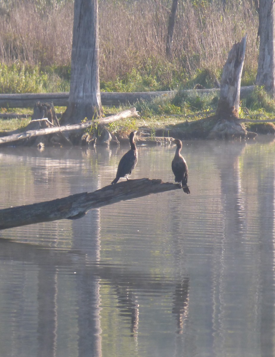 Double-crested Cormorant - ML484210451