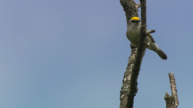 gullvingeparula x blåvingeparula (F1 hybrid) - ML484211