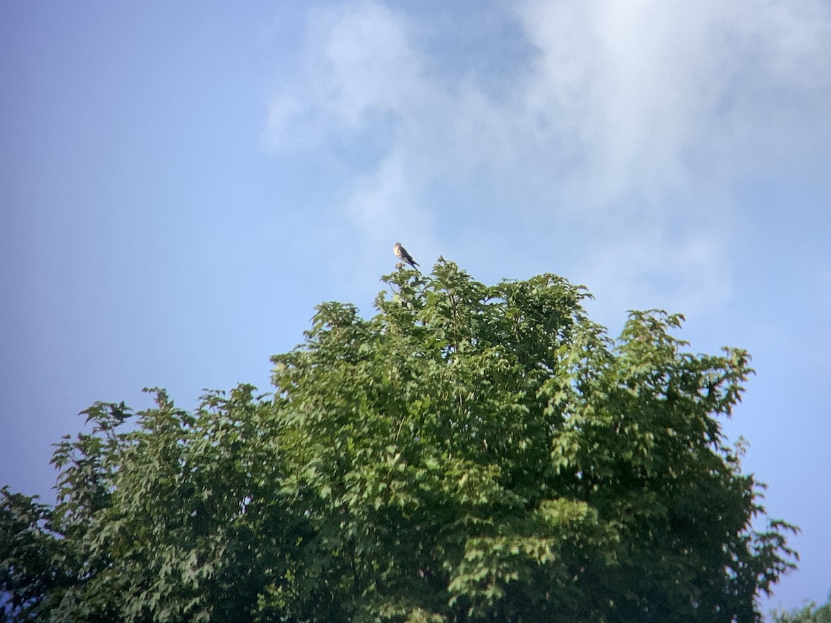 American Kestrel - ML484211141